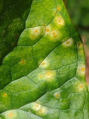 Puccinia sessilis