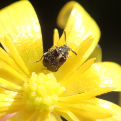 Bruchus