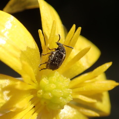 Bruchus