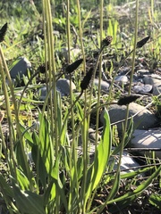 Plantago lanceolata