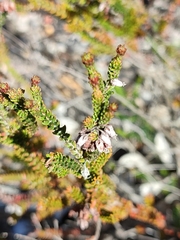 Erica andevalensis