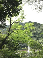 Bretschneidera sinensis