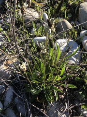 Plantago lanceolata