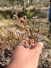 Erica andevalensis