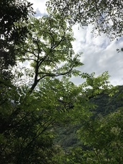 Bretschneidera sinensis