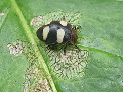 Epilachna riveti