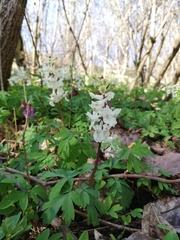 Corydalis cava