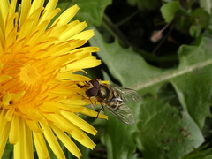 Lapposyrphus lapponicus