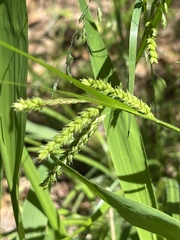 Carex prasina