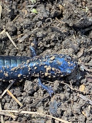 Plethodon glutinosus