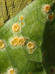 Puccinia sessilis