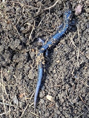 Plethodon glutinosus