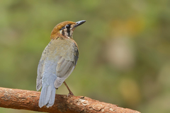 Geokichla citrina cyanota