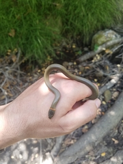 Diadophis punctatus modestus