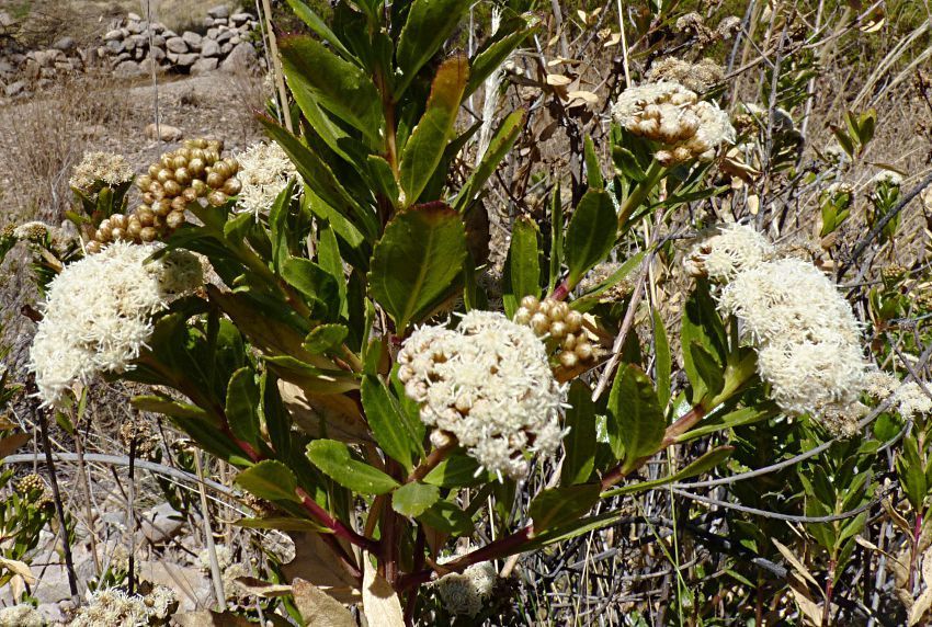 Baccharis alnifolia