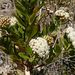 Baccharis alnifolia - Photo (c) lougarou, alguns direitos reservados (CC BY-NC), uploaded by lougarou