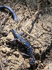 Plethodon glutinosus