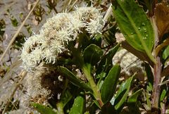 Baccharis alnifolia