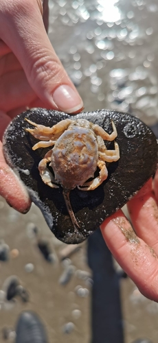 Masked crab, 1951 Velsen-Noord, Netherlands, photo 7 of 10