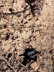 Plethodon glutinosus
