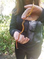 Diadophis punctatus modestus