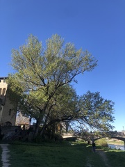 Populus nigra