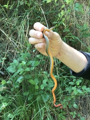 Diadophis punctatus modestus