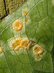 Puccinia sessilis