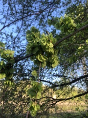 Ulmus