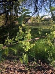 Ulmus