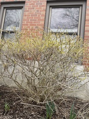 Forsythia