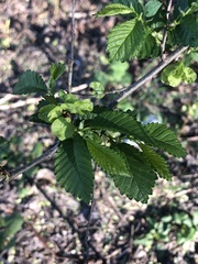 Ulmus