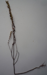 Euphrasia parviflora