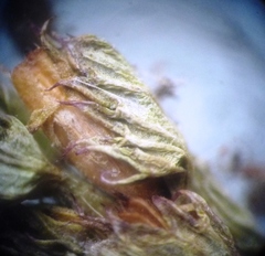 Euphrasia parviflora