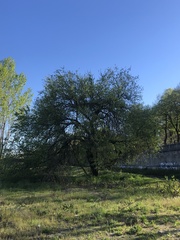 Ulmus