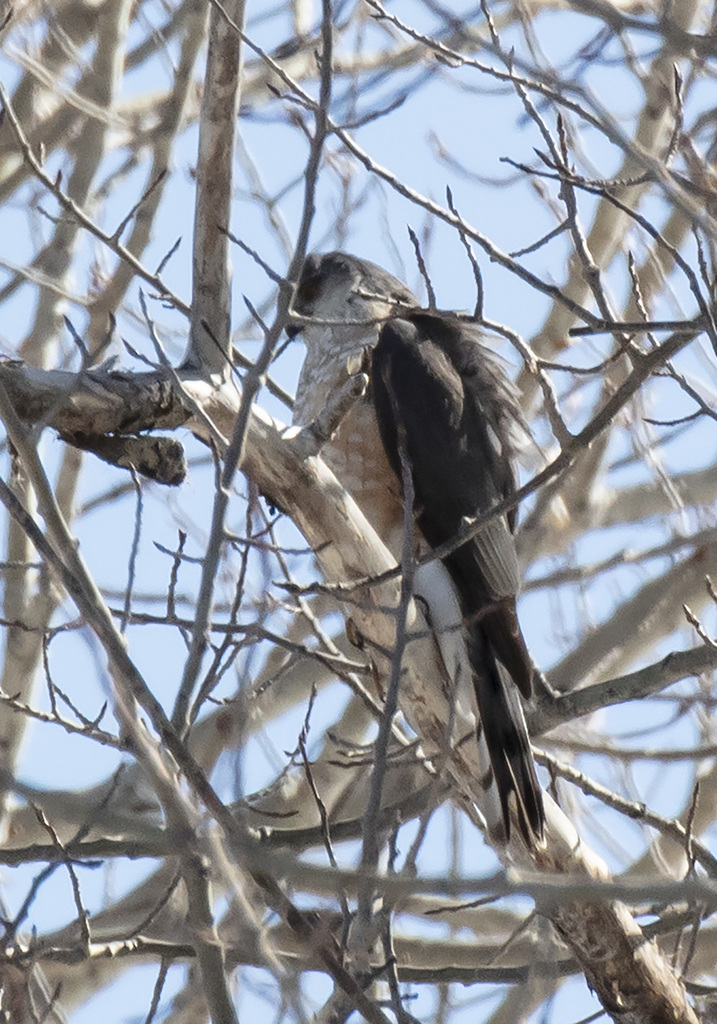 Sharpshinned Hawk from Clanwilliam, MB R0J, Canada on April 10, 2022