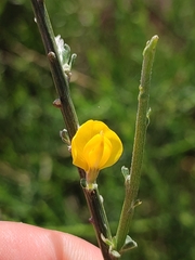 Genista polyanthos