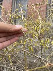 Forsythia