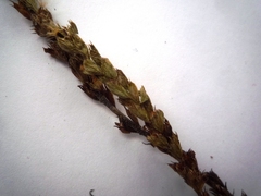 Euphrasia parviflora