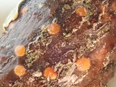 Pezicula ocellata
