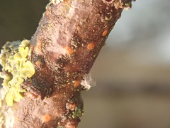 Pezicula ocellata