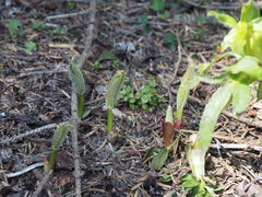 Helleborus cyclophyllus