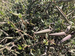 Periploca laevigata angustifolia