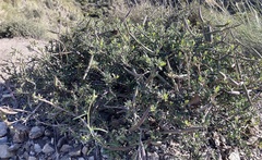 Periploca laevigata angustifolia