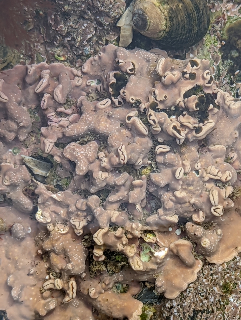 pink-turret-sponge-from-pascoes-boatyard-st-just-in-rosealnd-truro