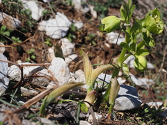 Helleborus cyclophyllus