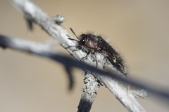 Acmaeodera angelica