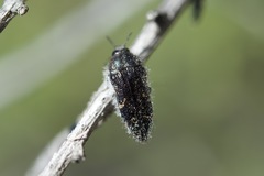 Acmaeodera angelica
