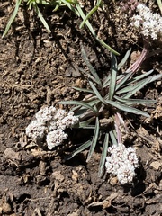 Lomatium linearifolium