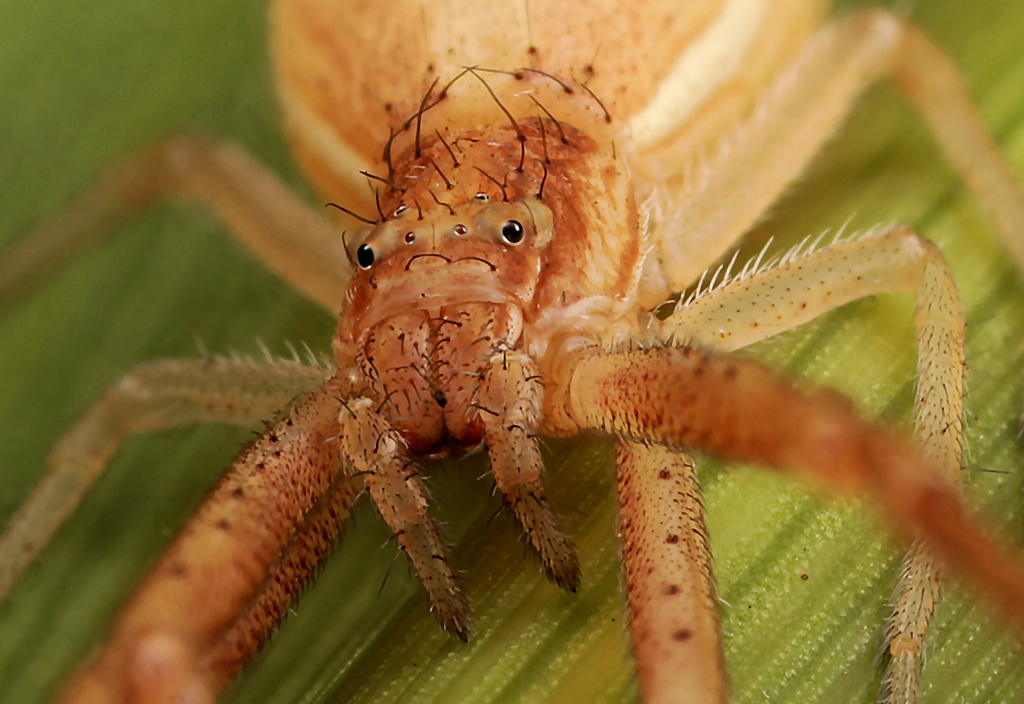 Spotted Monaeses Crab Spider